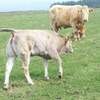 3mth pure Bazadaise calf
