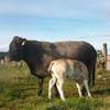 Cow and 1mth heifer calf