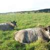 in-calf heifers